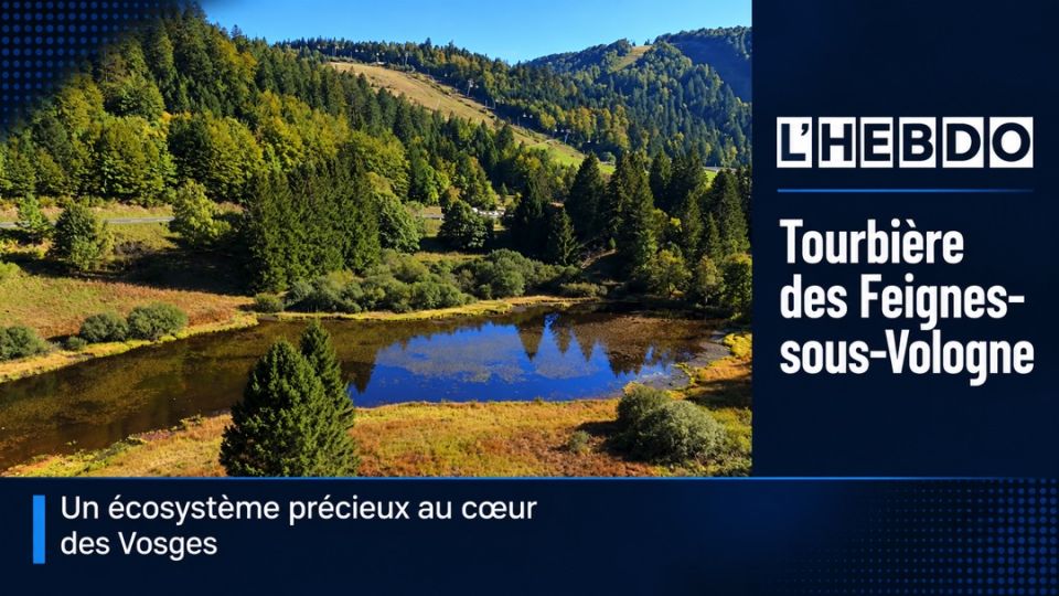 L'Hebdo : la tourbière des Feignes-sous-Vologne