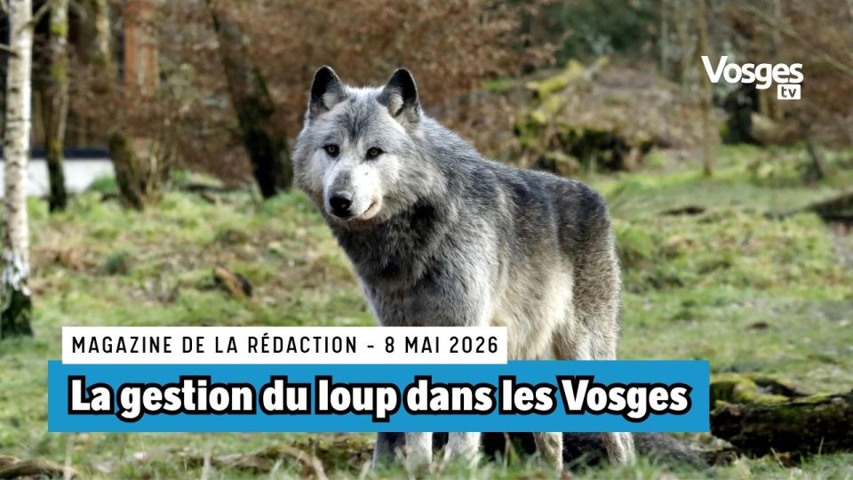 Mag' de la rédac : La gestion du loup dans le département des Vosges