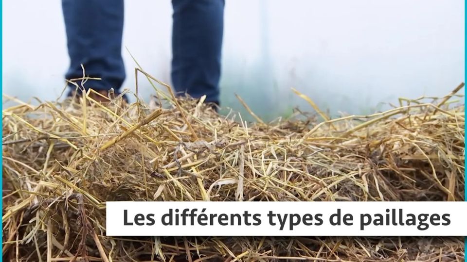 Atelier du jardin : Les différents types de paillages
