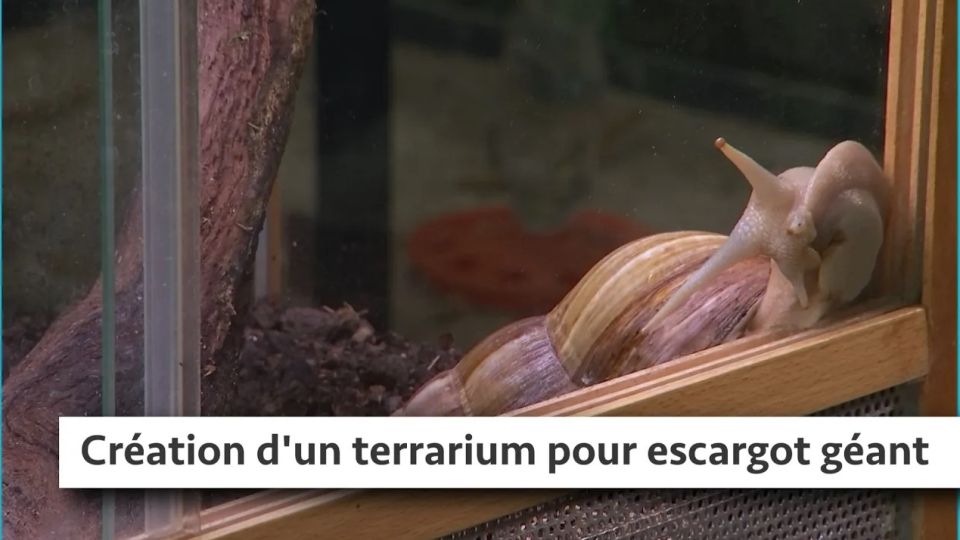 Atelier du jardin : création d'un terrarium pour escargot géant d'Afrique