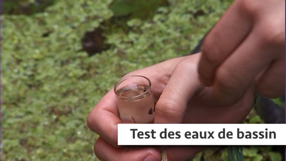 Atelier du jardin : Test des eaux de bassin