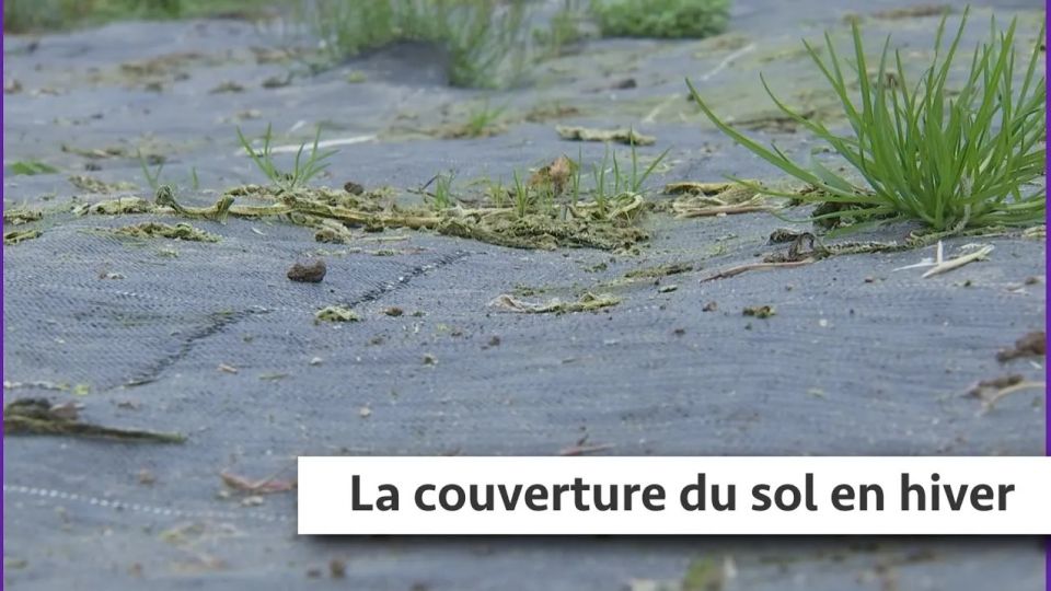 Atelier du jardin : La couverture du sol en hiver