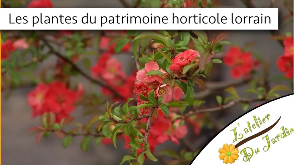 Atelier du jardin : Les plantes du patrimoines horticole lorrain