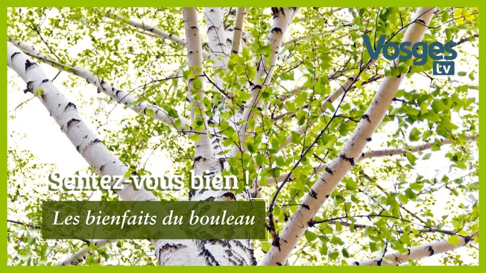 Sentez-vous bien ! Les bienfaits du bouleau