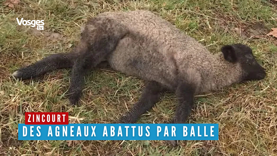 Rétro de la semaine - Massacre d’agneaux à Zincourt