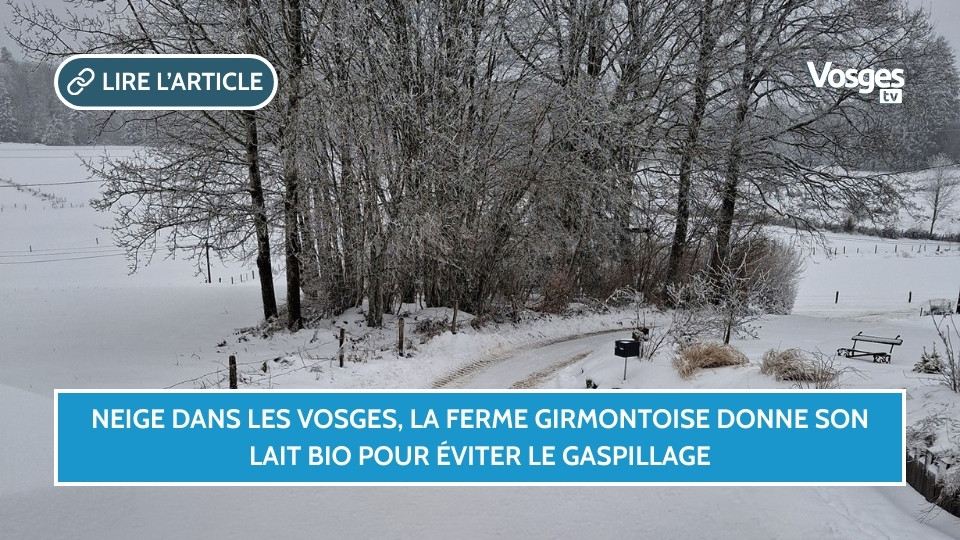 Neige dans les Vosges, la Ferme girmontoise donne son lait bio pour éviter le gaspillage
