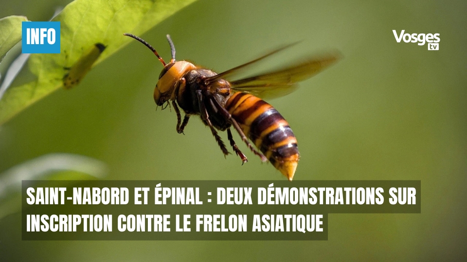 Saint-Nabord et Épinal : deux démonstrations sur inscription contre le frelon asiatique