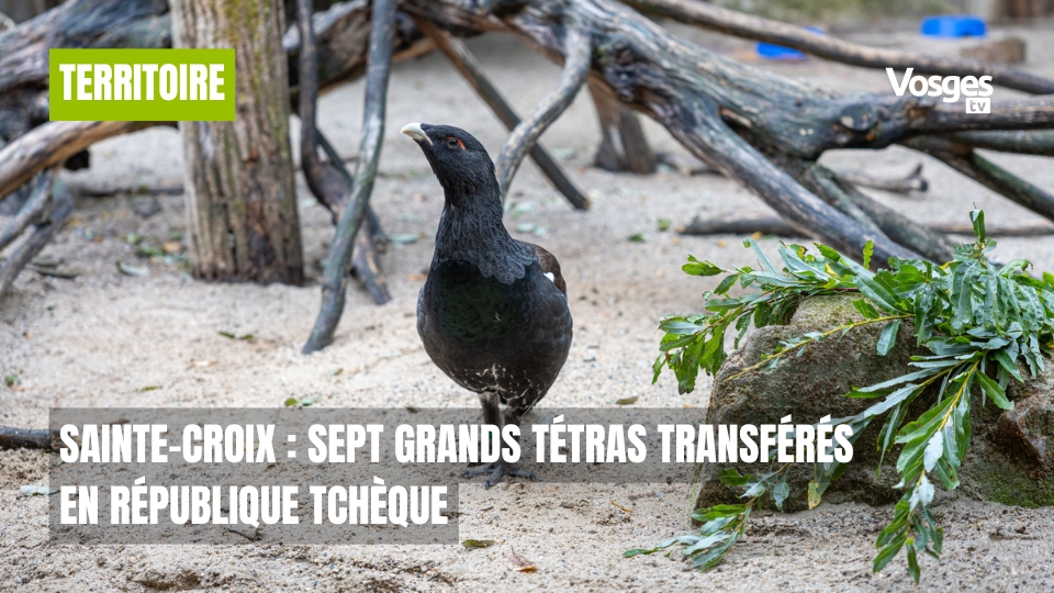 Sainte-Croix : sept grands tétras transférés en République tchèque